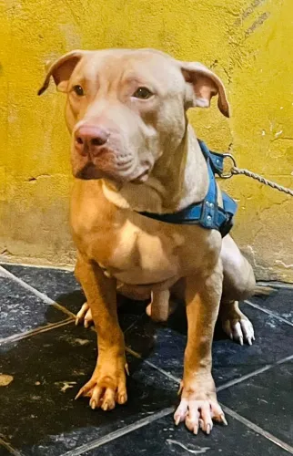 Vendo cachorro de 1 ano muito doce cachorro que é muito bom para criança