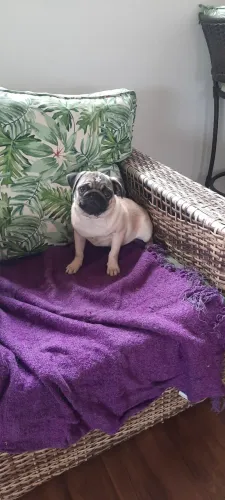 170 a parcela só hj Promoção!Pug todas vacinas