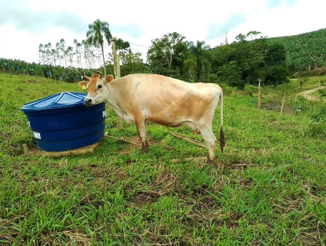 vaca de leite