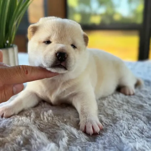 Shiba Inu | Filhotes perfeitos 