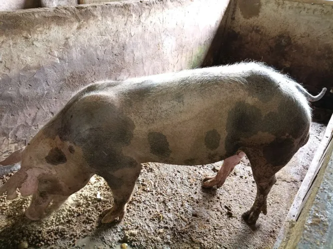 Pietran,Duroc e F1. Suínos 