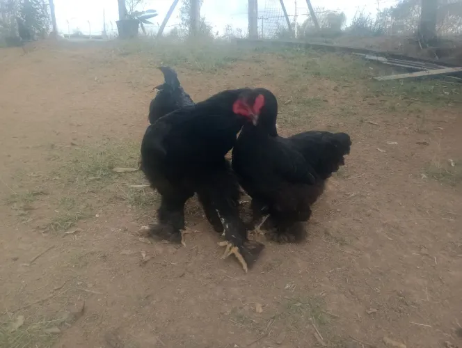 Animais de estimação galinha bhama Black e perdiz