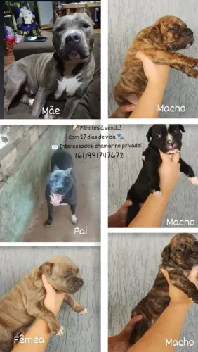 AMERICAN STAFFORDSHIRE