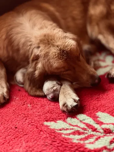 Filhote Macho de Golden Retriever 
