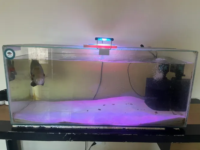 Troco aquário de 60 e um de 20 litros por um aquário maior !!