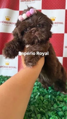 Shihtzu Fêmea Chocolate Perfeita Filhote! Em até 10 c no Cartão