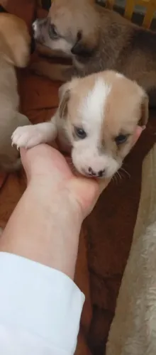 Doação de cachorro