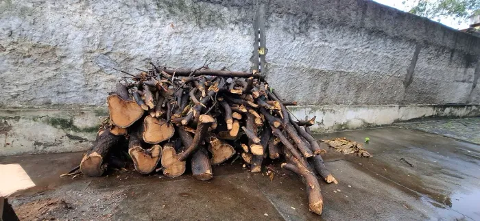 Madeira de mangueira para doação 