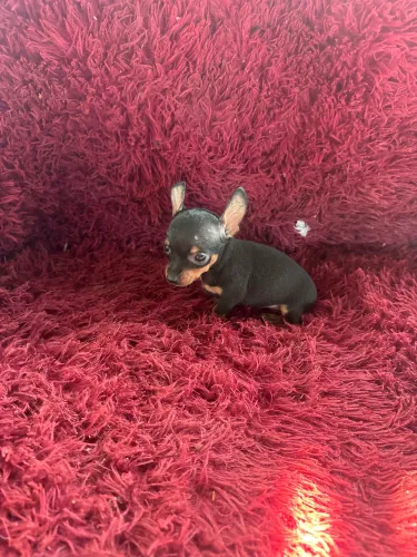 Cachorro 