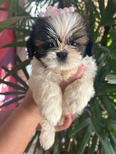 Shih tzu