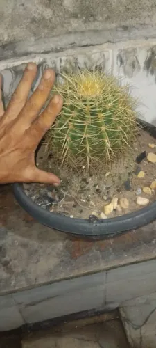 Cacto poltrona de sogra