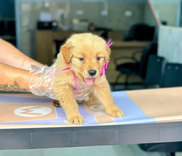Golden Retriever Fêmea Muito Dócil | Pedigree Oficial e Vacina Importada