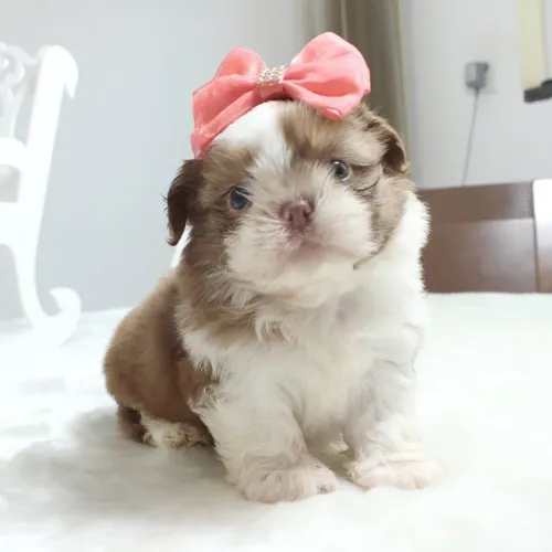 Shihtzu miniaturas