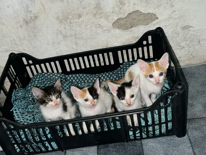Doa se gatos filhotes 