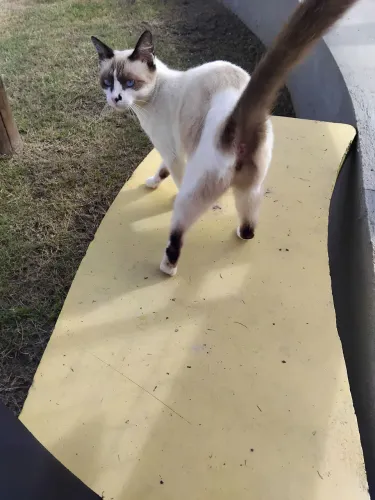 Gatinha para adoção