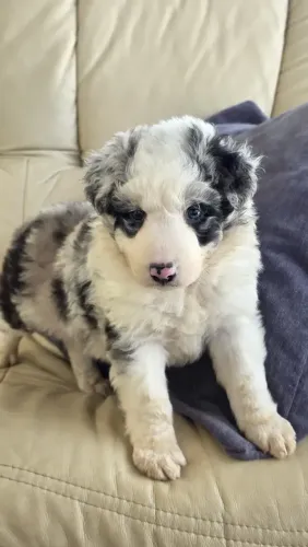 Border Collie com Canil Próprio e Loja Física - Entre em contato para mais informações