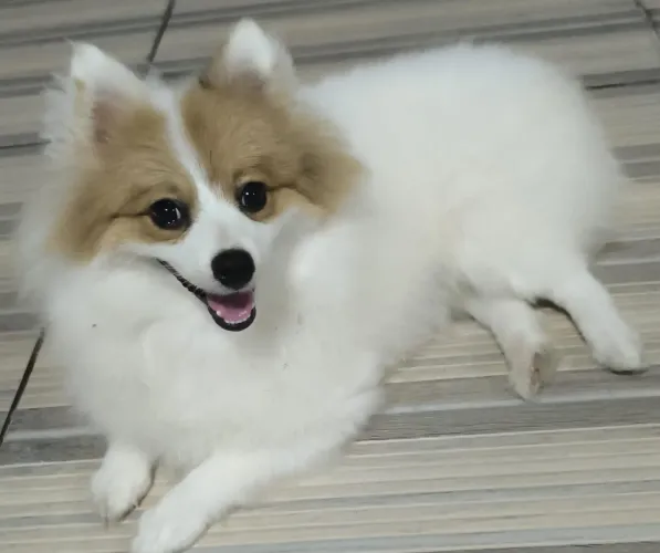 Vendo um lindo filhotinho de spitz alemão macho 