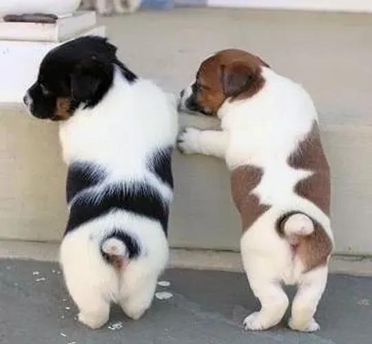 Jack Russel