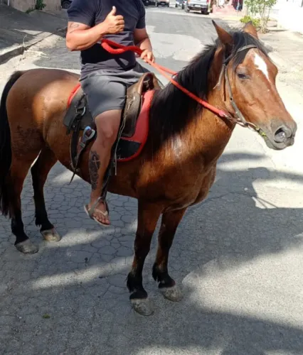 Cavalo castrado macho 