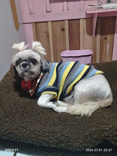 Shih tzu fêmea adulta