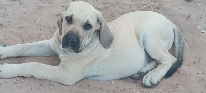 Cachorro fila brasileiro