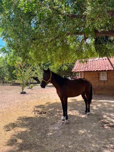 Égua de 6 anos 