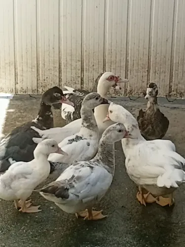 Venda de animais domesticos