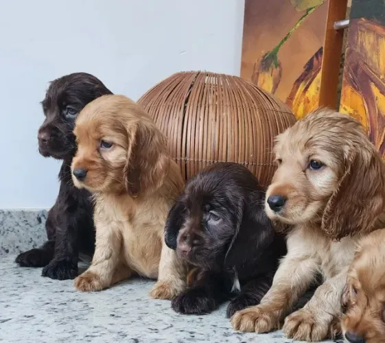 Lindos Filhotes de Cocker Com Pedigree!!