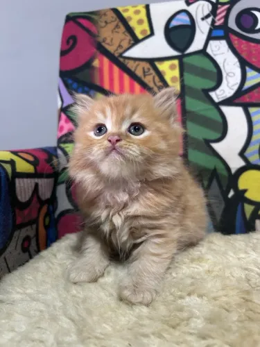 Gato Persa