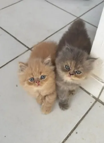 Gato persa