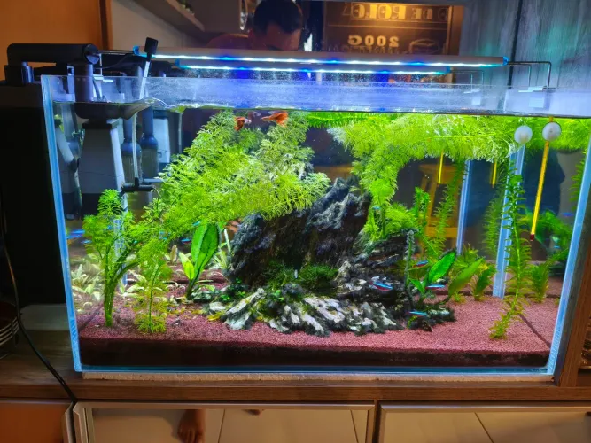Aquário Extra Clear Completo - 60x24x35 - R$ 1.000