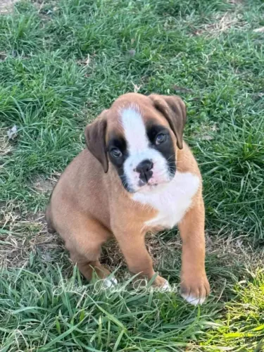 Boxer: Entrega imediata
