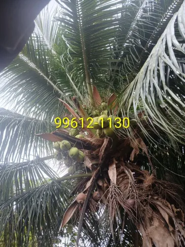 Coco verde R$1,0