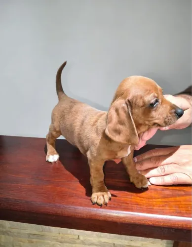 Basset
