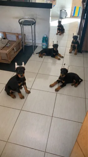 Filhote de Doberman fêmea 