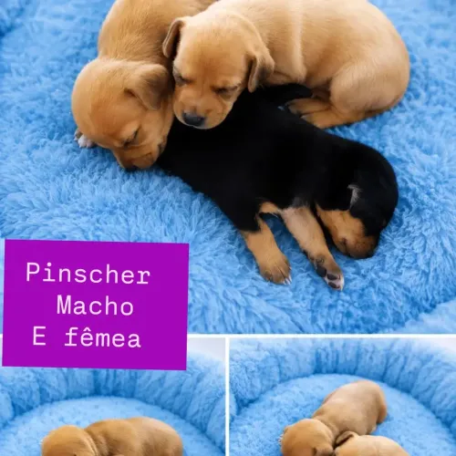 Pinscher miniatura macho e fêmea
