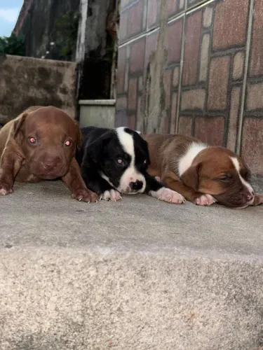 Lindos filhotes de Pitbull Monster 