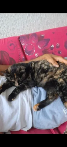 Gata