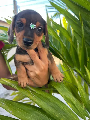 Filhote de basset salsicha macho e fêmea 
