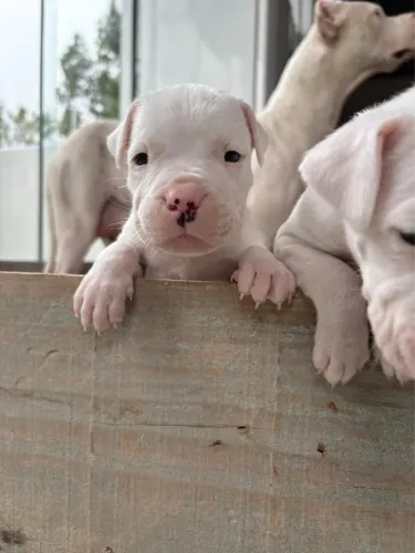 Dog Argentino  para teu cercado. 