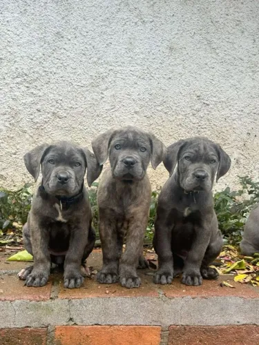 Cane Corso Alegria que surge da proximidade constante