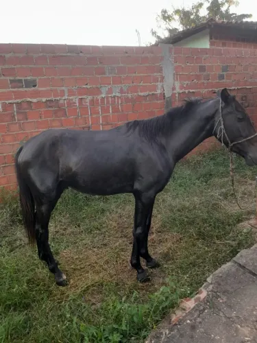 Cavalo