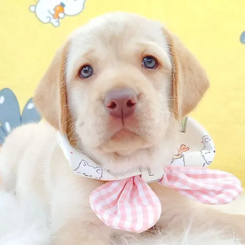 Princesa filhote de Labrador femea 