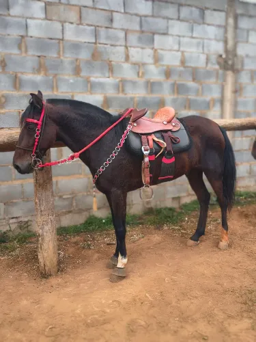 Vendo cavalo esquipador