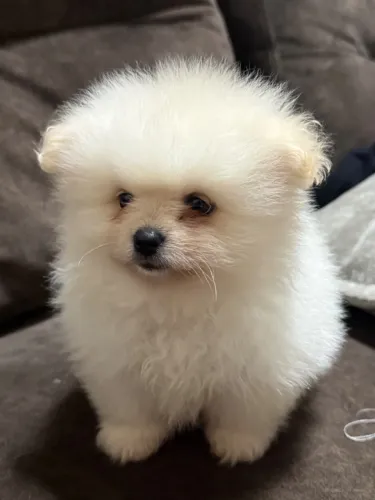 Filhote de Spitz Alemão Macho - Vacinado e Vermifugado