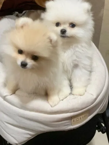 Cachorro Lulu da Pomerania raridade disponível por tempo curto