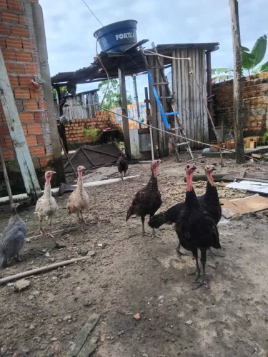 peru jovem