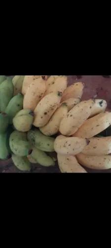 Banana maçã 