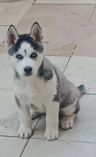 Filhote de Husky Siberiano