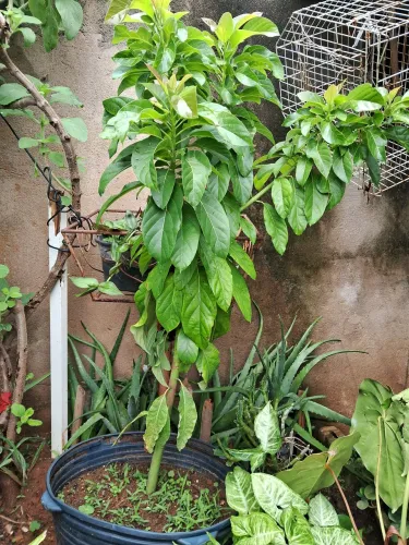 Muda de abacate  Mantega 